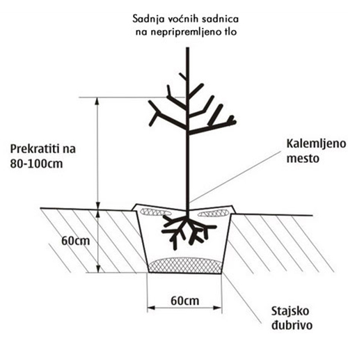 upustvo za sadnju sadnica